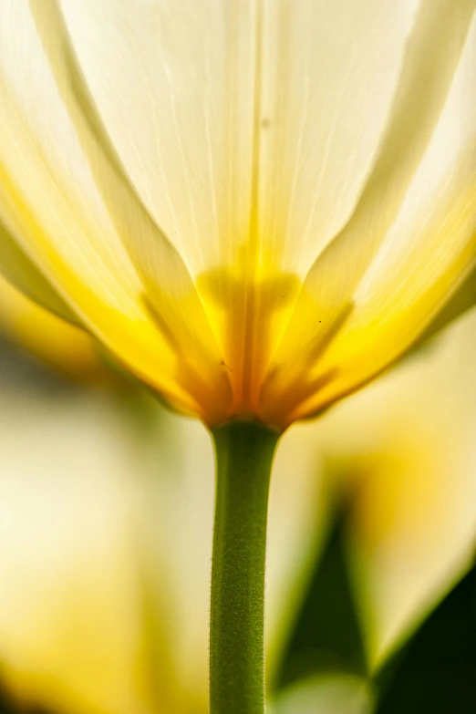 a close up image of a flower blooming