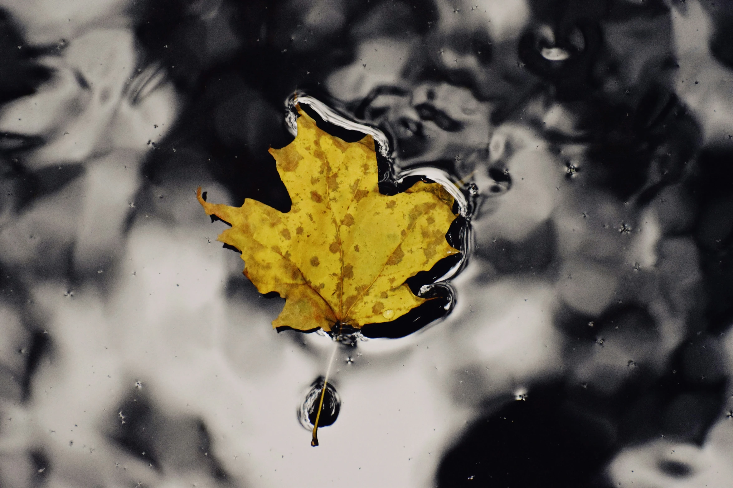 a yellow maple leaf floats in a body of water