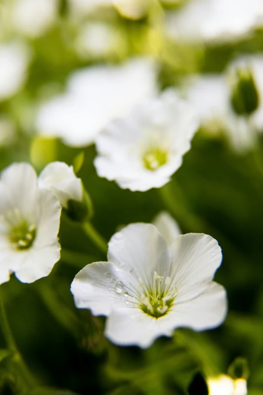 a close up po of the flowers that are blooming