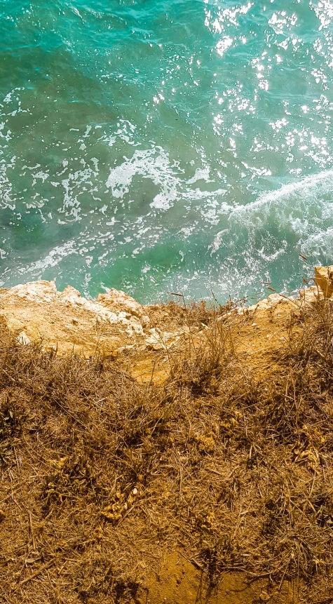 a yellow and black dog sitting on the edge of the ocean