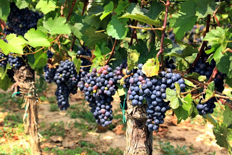 a bunch of gs hang from the vines in the vineyard