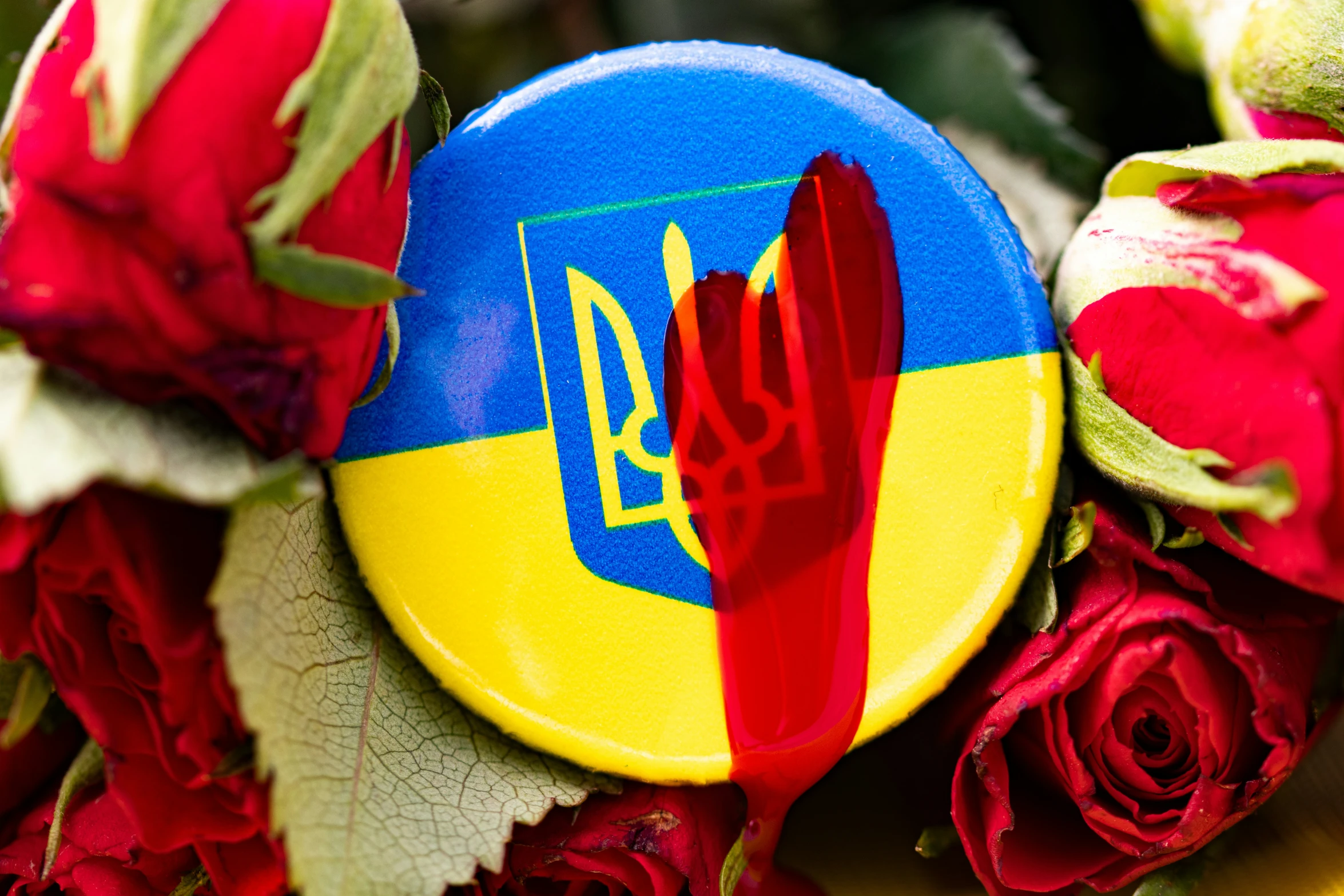 a blue and yellow on surrounded by red roses