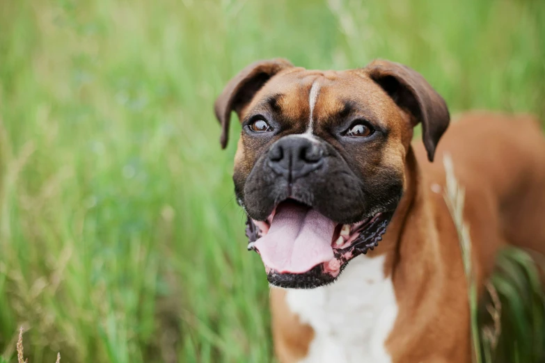 a dog with his mouth open standing in a field
