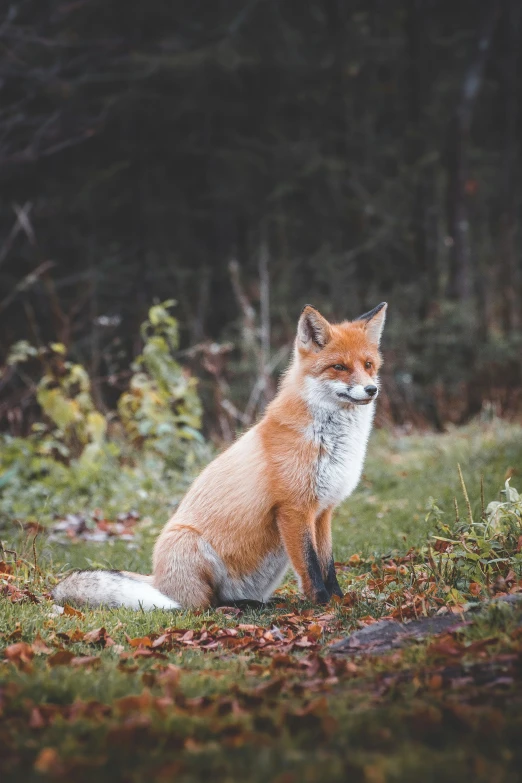 a small orange fox sitting on top of a lush green field