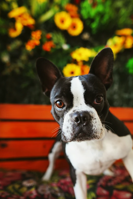 a dog is staring at the camera, while he is sitting on a bench