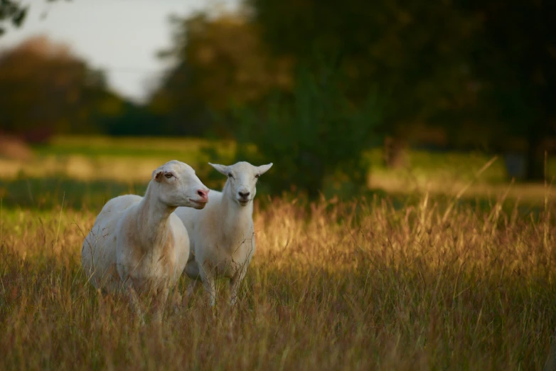 the lambs are sitting together in the field