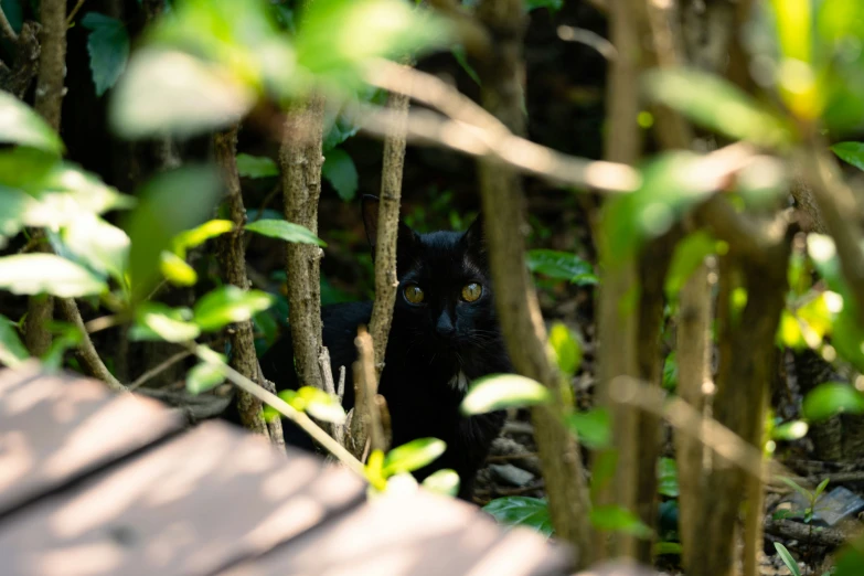 a black cat hiding among trees and bushes