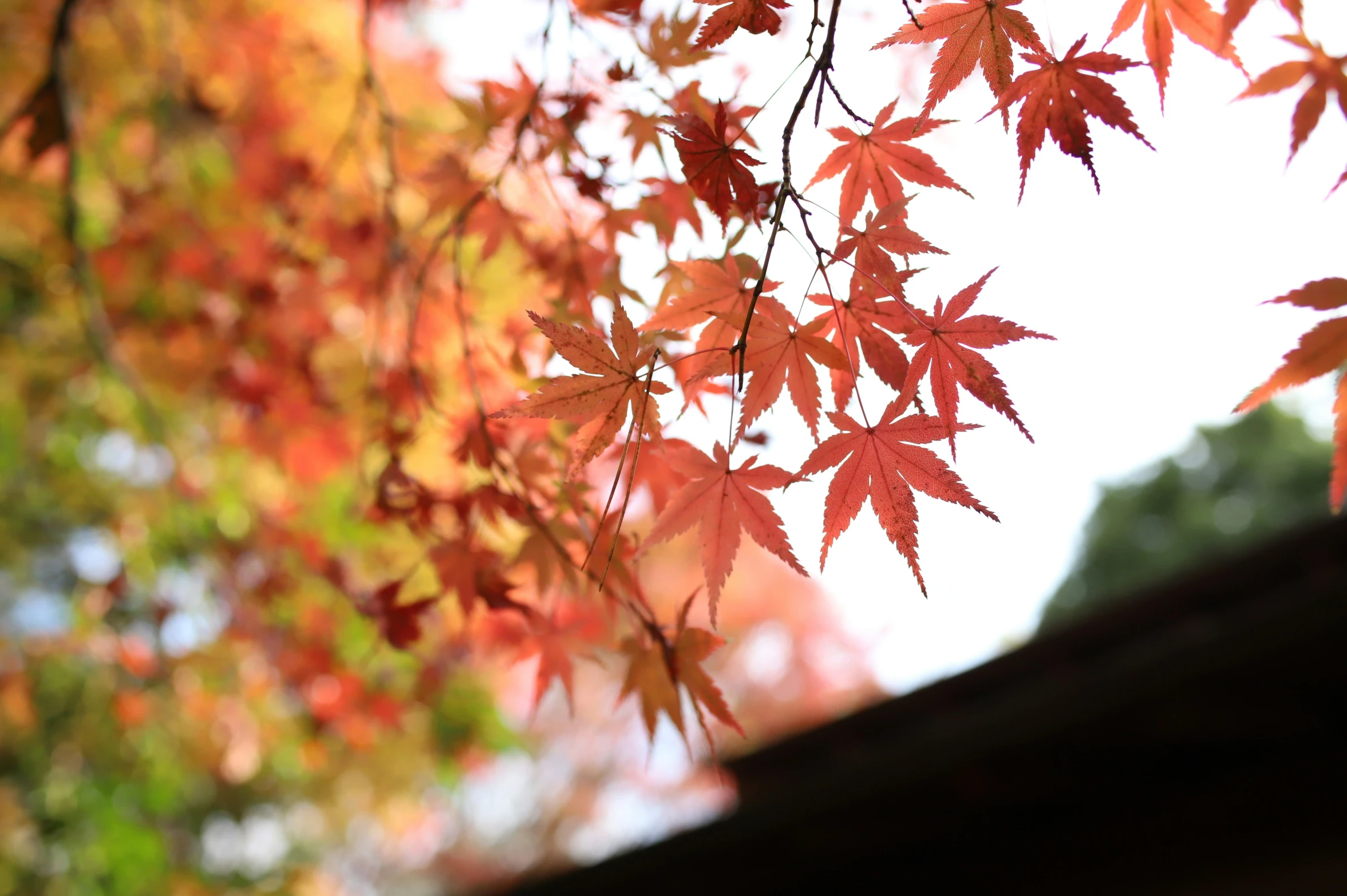 red leaves cover the nches of a tree