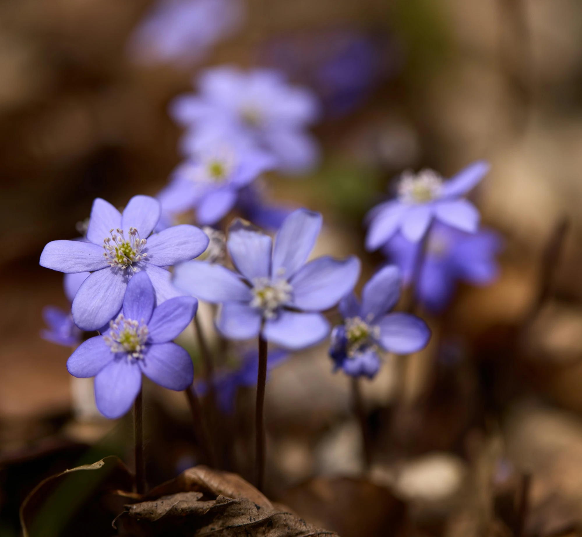 some small blue flowers on a field in the dirt