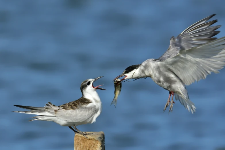 two birds fighting over food on top of a piece of wood