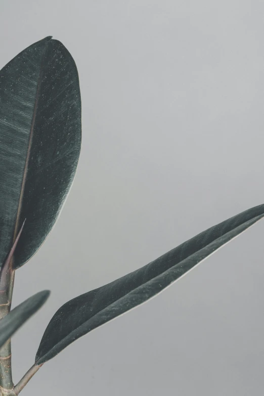 a green plant with long thin leaves against a grey background