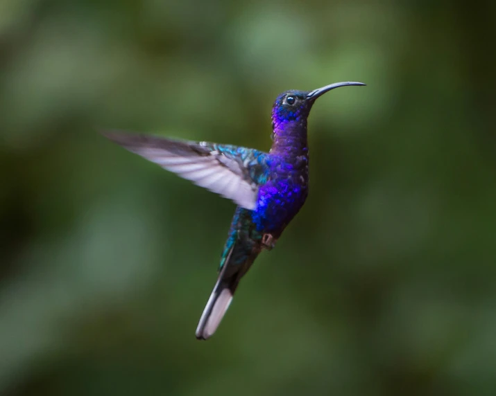 a hummingbird with a bright blue tail is flying through the air