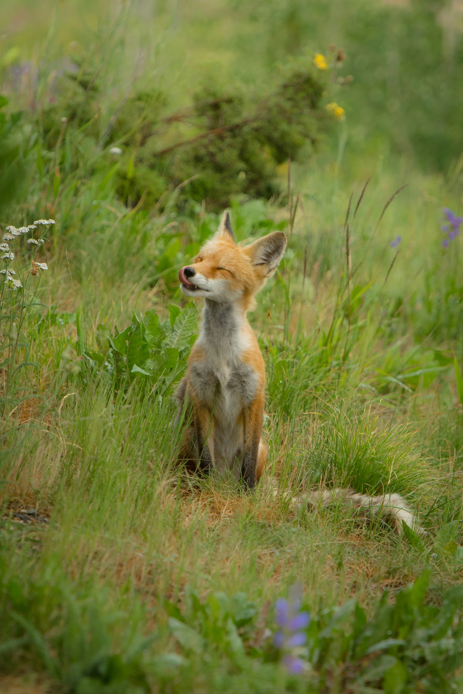 a fox is standing up with its head in the air and staring