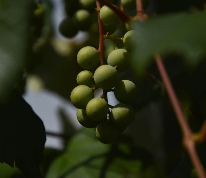 the small clusters of green fruit are hanging from a nch