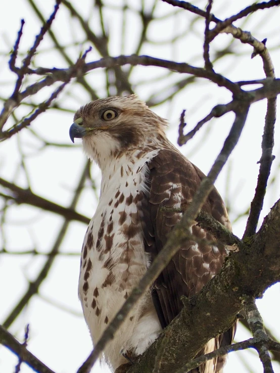 the hawk is sitting up high in the tree