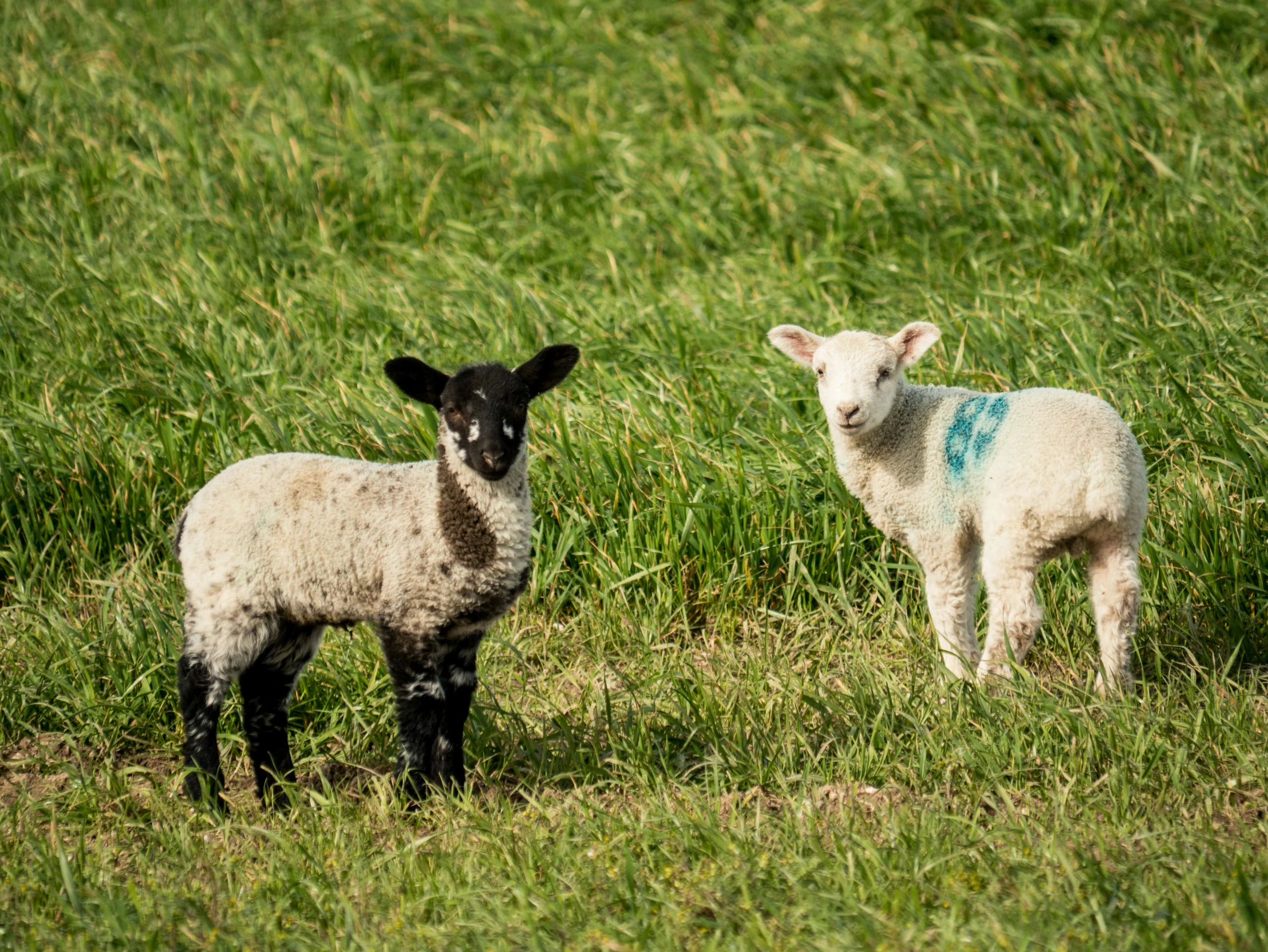 two sheep stand on grass covered hill with blue paint