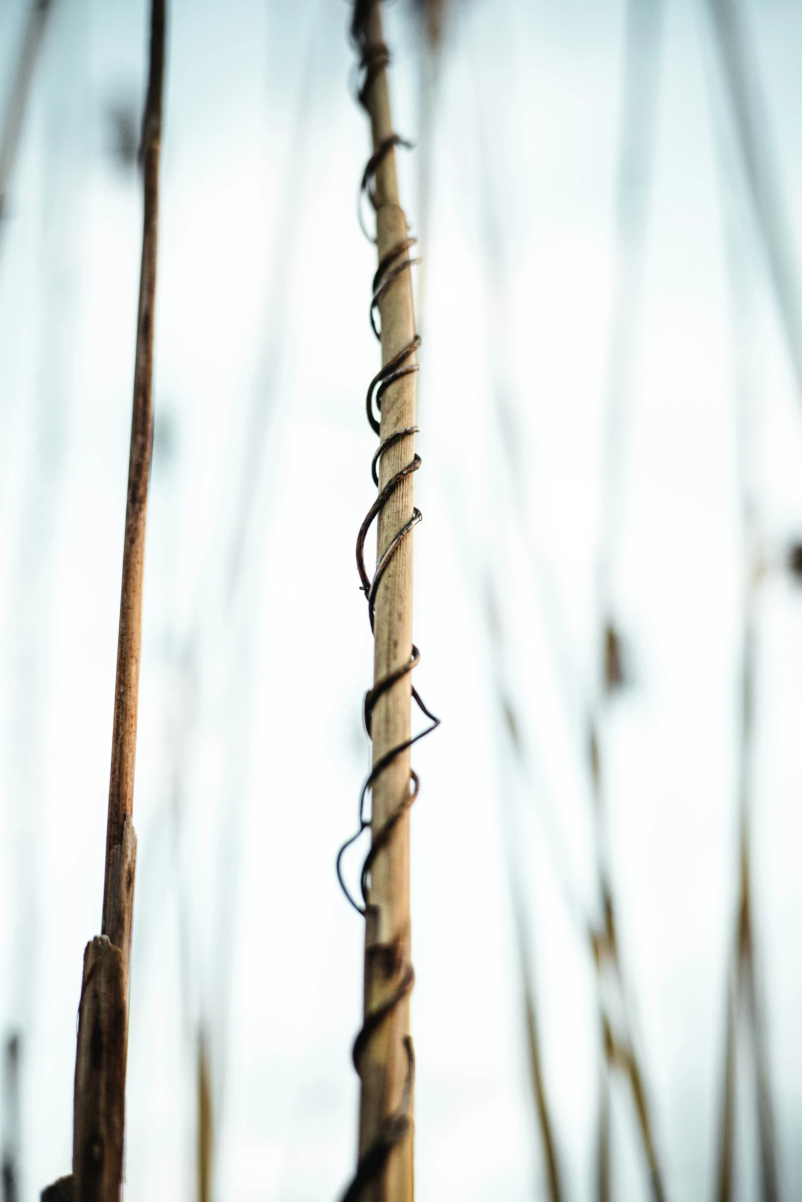 closeup po of a tall plant with its long spines