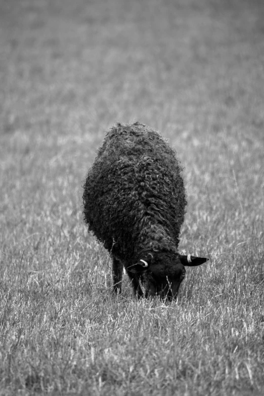 an animal with horns grazes in the grass