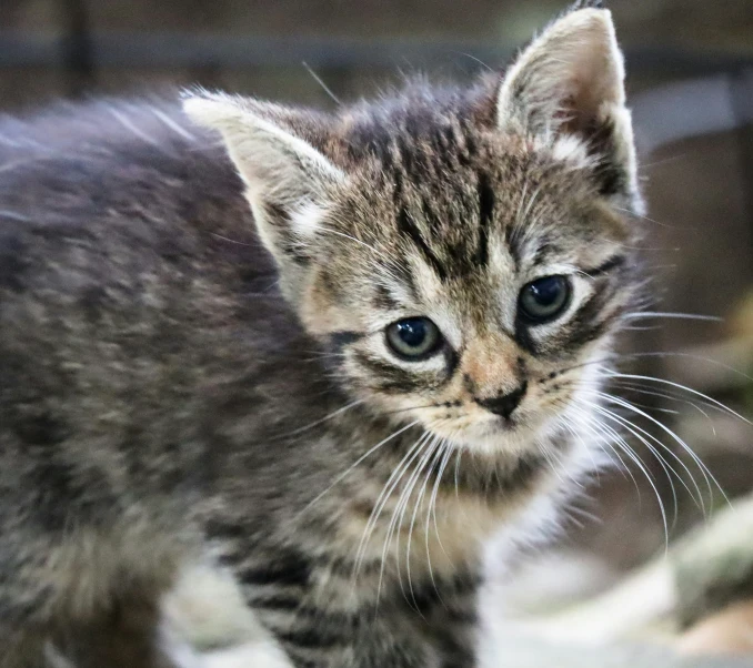 a small kitten with blue eyes and an unhappy look on his face