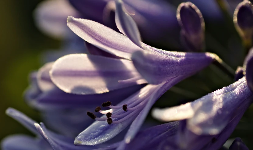 close up picture of purple flowers with lots of water droplets