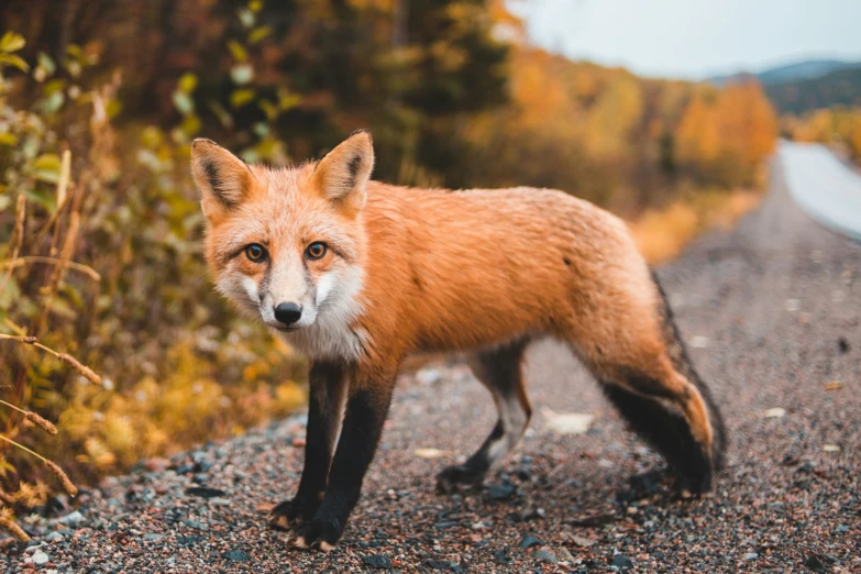 a lone fox walks across a gravel road