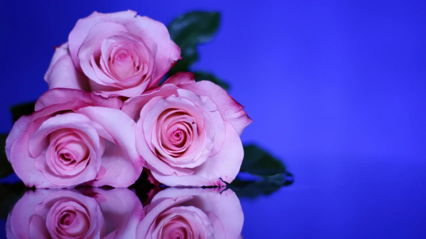 a bouquet of pink roses on a blue table