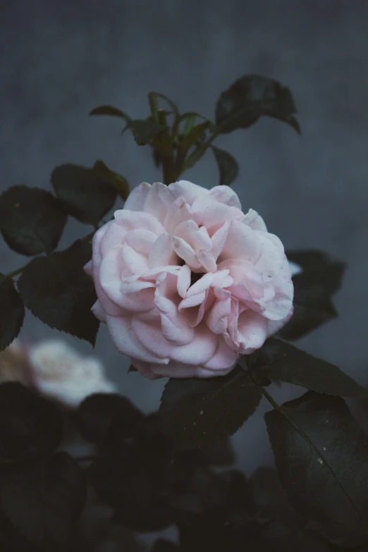 a pale rose on a dark background surrounded by leaves