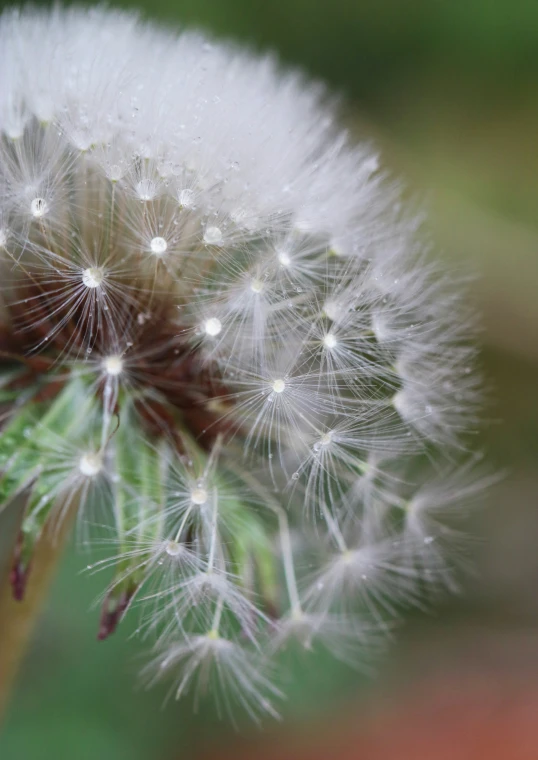 a close - up of a flower with lots of small bubbles