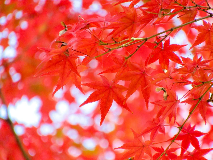 a bright red autumn leafy tree is pictured