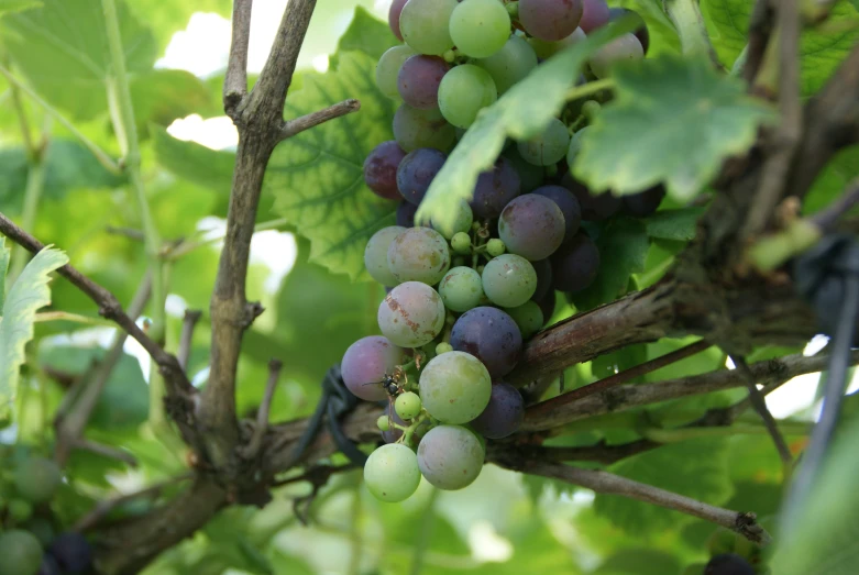 a bunch of gs growing in a tree