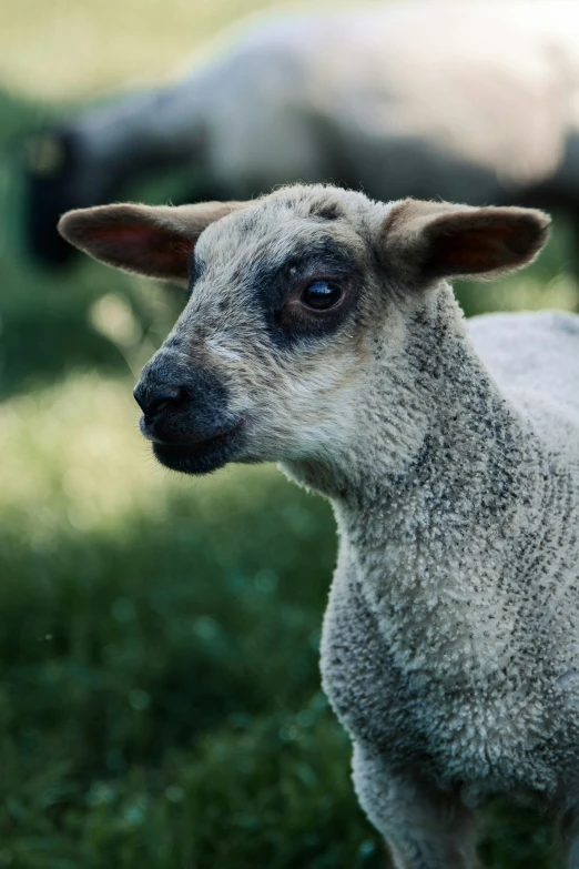 sheep that are standing in the grass