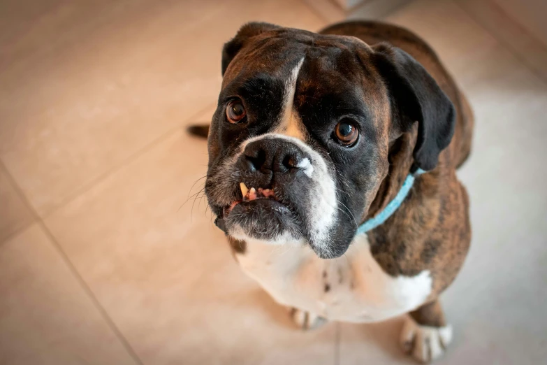 a dog looks up while standing on tile