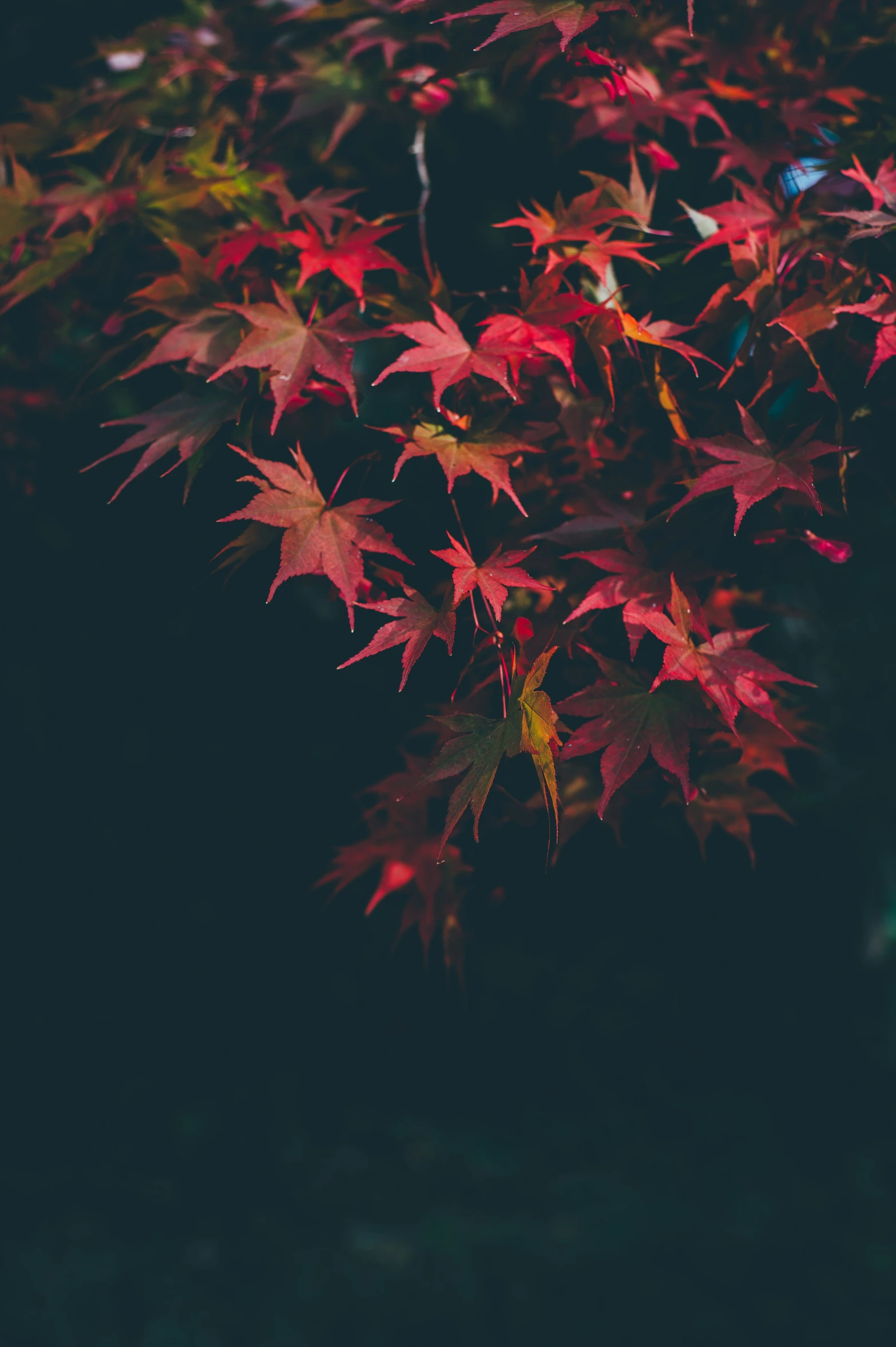 a plant with bright red leaves in the dark