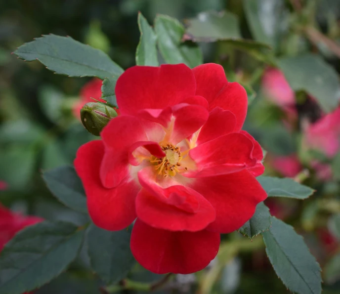 a close up view of red flowers with green leaves