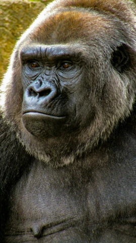 a silver gorilla looks out from his zoo habitat