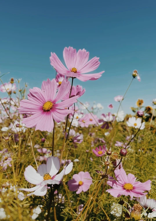 the flowers in the field are pink and white