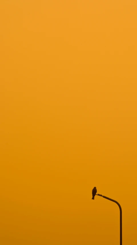 a small bird is perched on the top of a street lamp