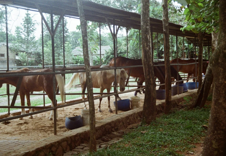 some horses are eating in their caged area