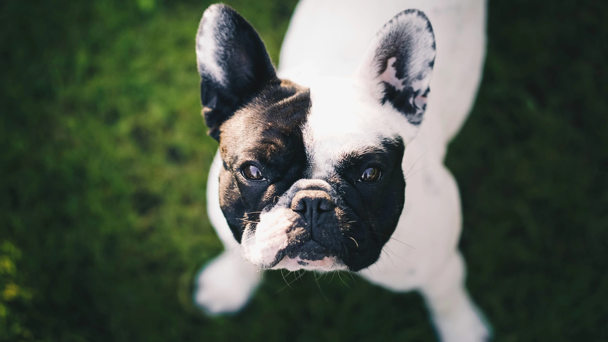 a small dog with black spots on its face