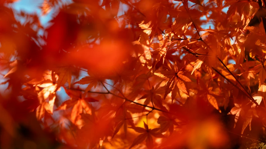 leaves showing through them in autumn season