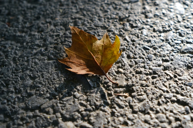an orange leaf is laying on a street