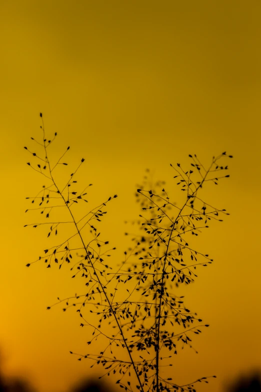plants silhouetted against a yellow sky in the sun