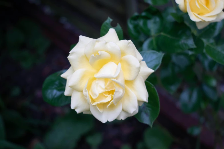 close up of a yellow rose with green leaves