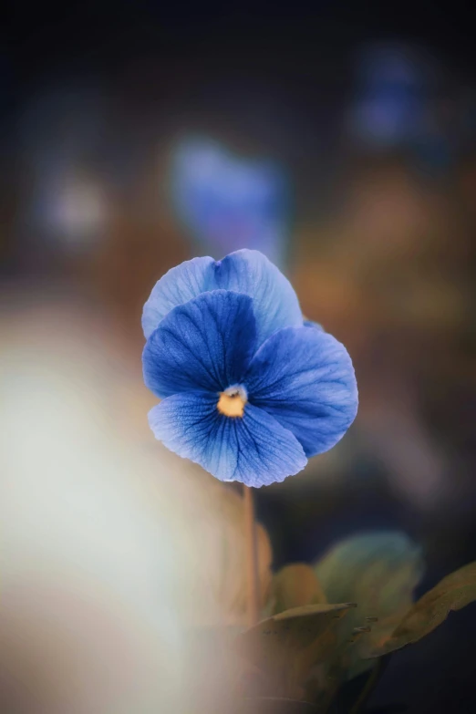 a blue flower is shown in a vase