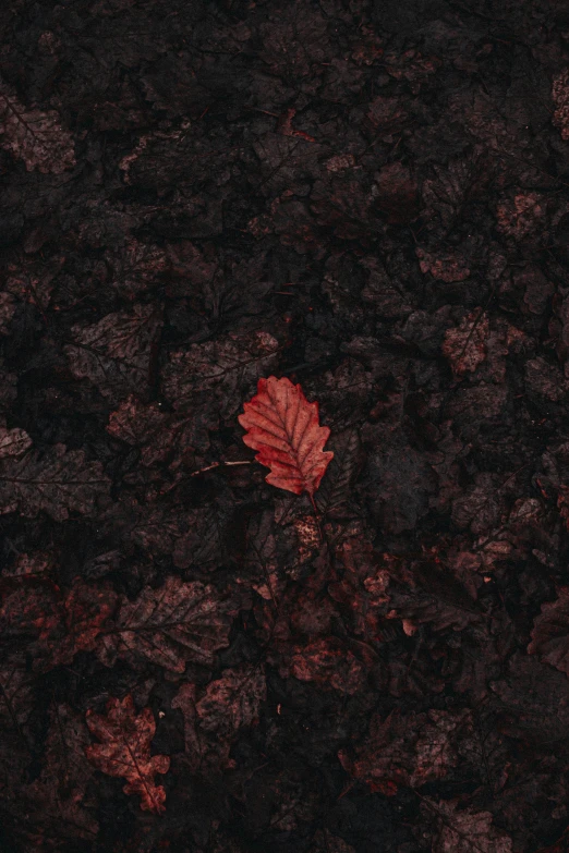 a single red leaf is placed on top of some black rock