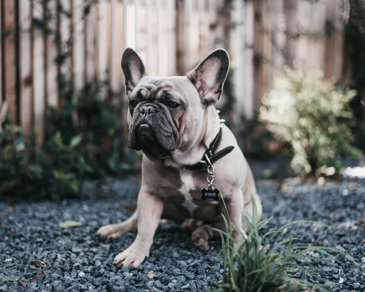 the bulldog is sitting down on the gravel