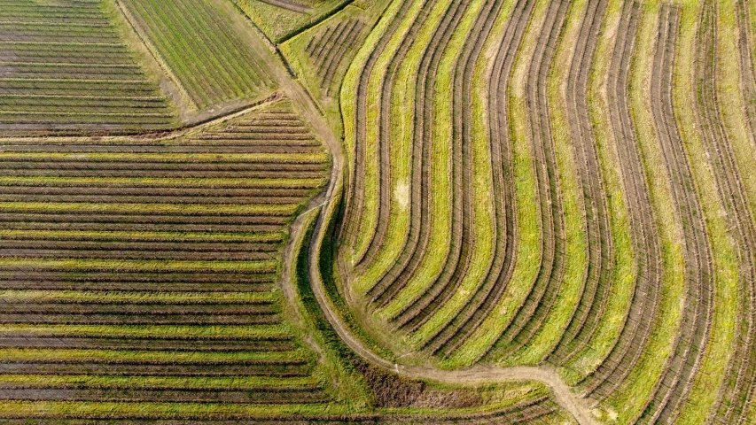 an aerial view of several rows of crops in the field