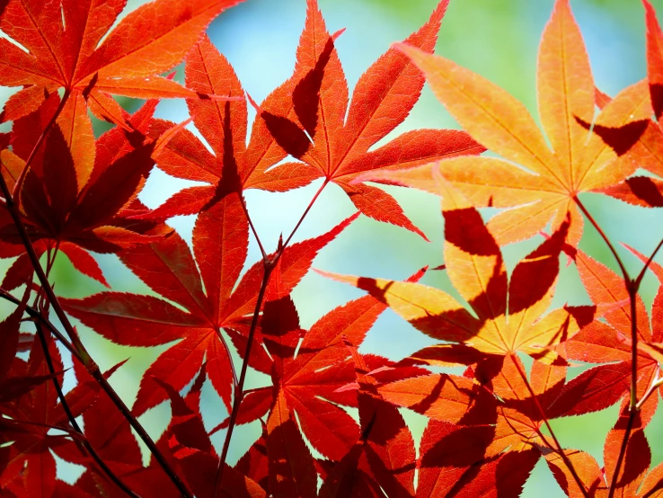 autumn leaves displayed in vivid red and green colors