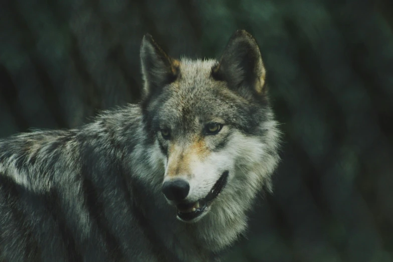 a wolf with black background and gray colors