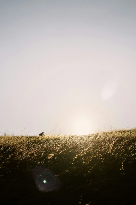 a person in the grass with some birds